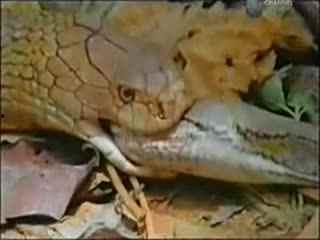 巨蟒蛇视频,身长数米，盘旋树梢，震撼画面曝光