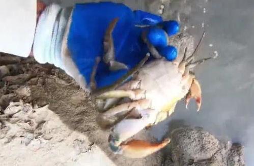 海边抓海鲜视频,海边抓海鲜的欢乐时光
