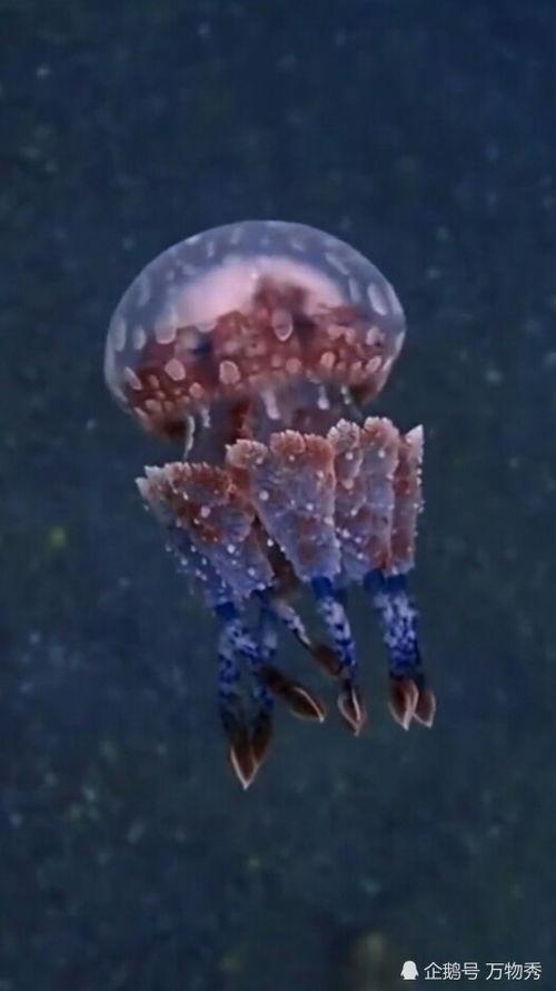 管水母的爆炸视频,震撼视觉盛宴揭秘神秘生物现象