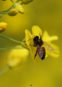 蜜蜂采蜜视频,大自然的甜蜜劳作